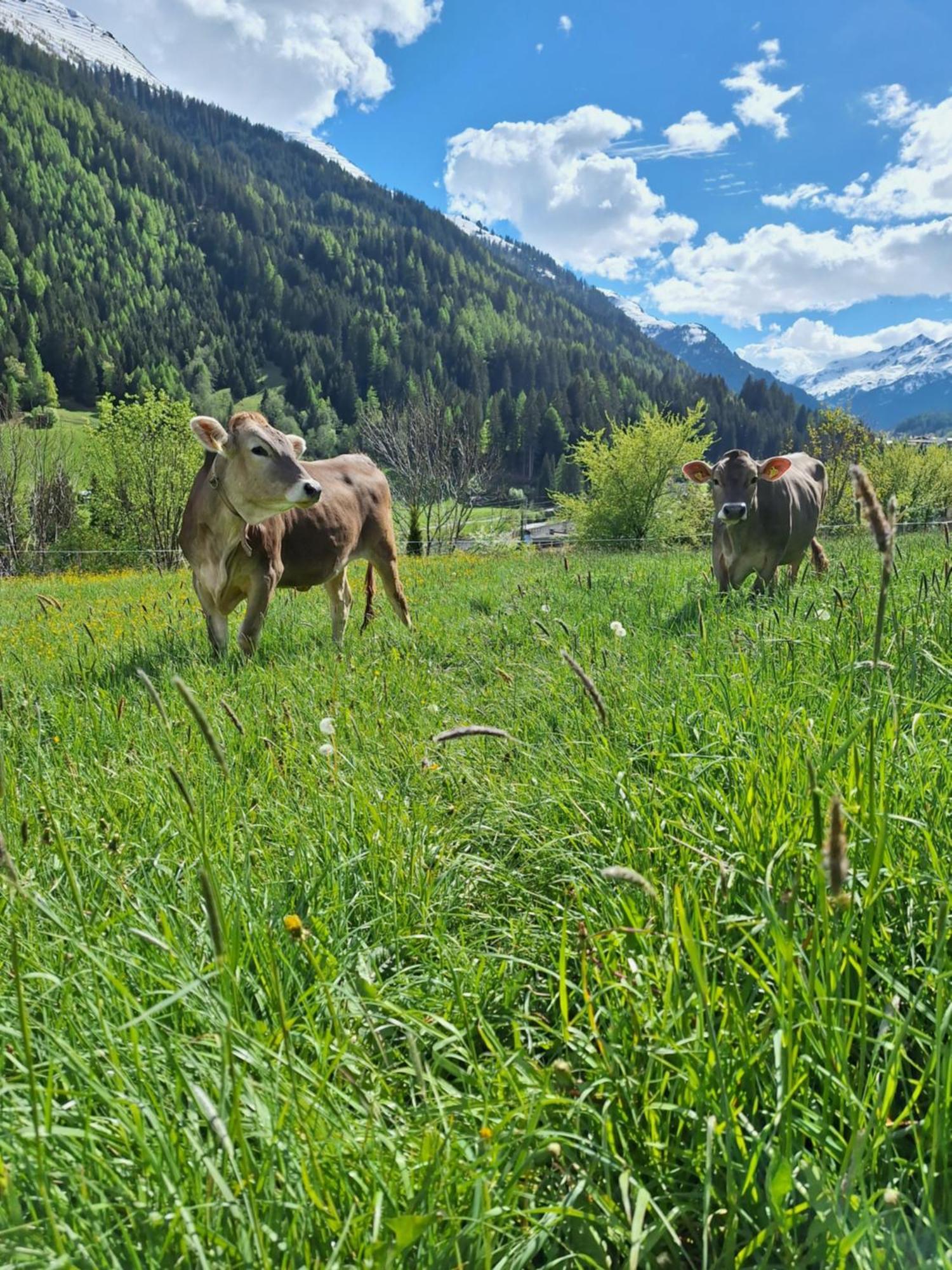 Gsoerhof Apartment Sankt Anton am Arlberg Bagian luar foto